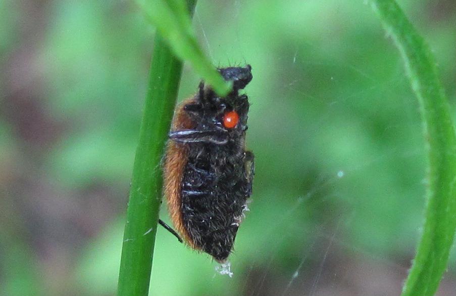 Enoplognatha ovata che ha catturato Laghria hirta